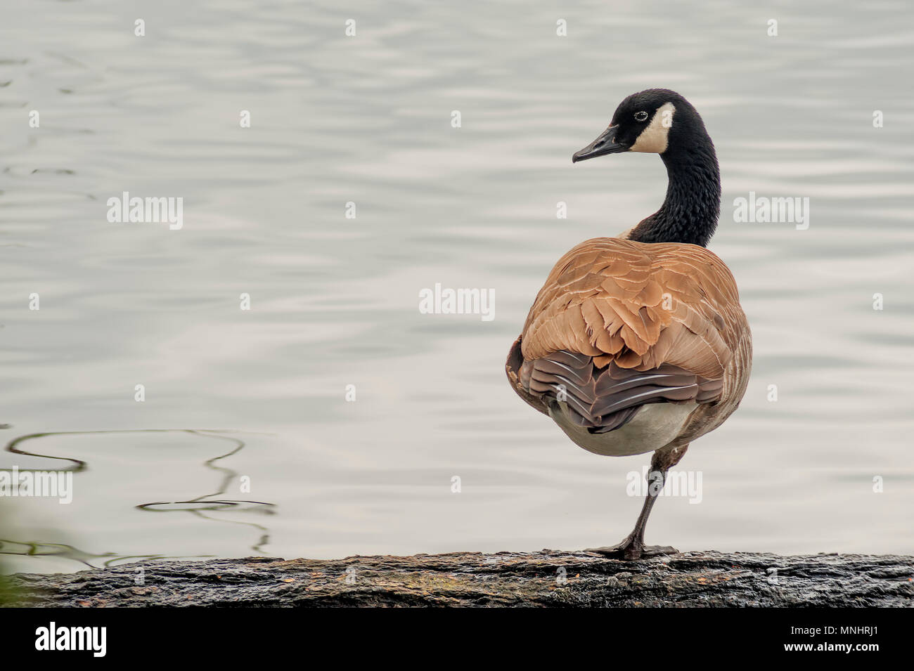 Canada Goose balancing on one leg in this minimalist. Stock Photo