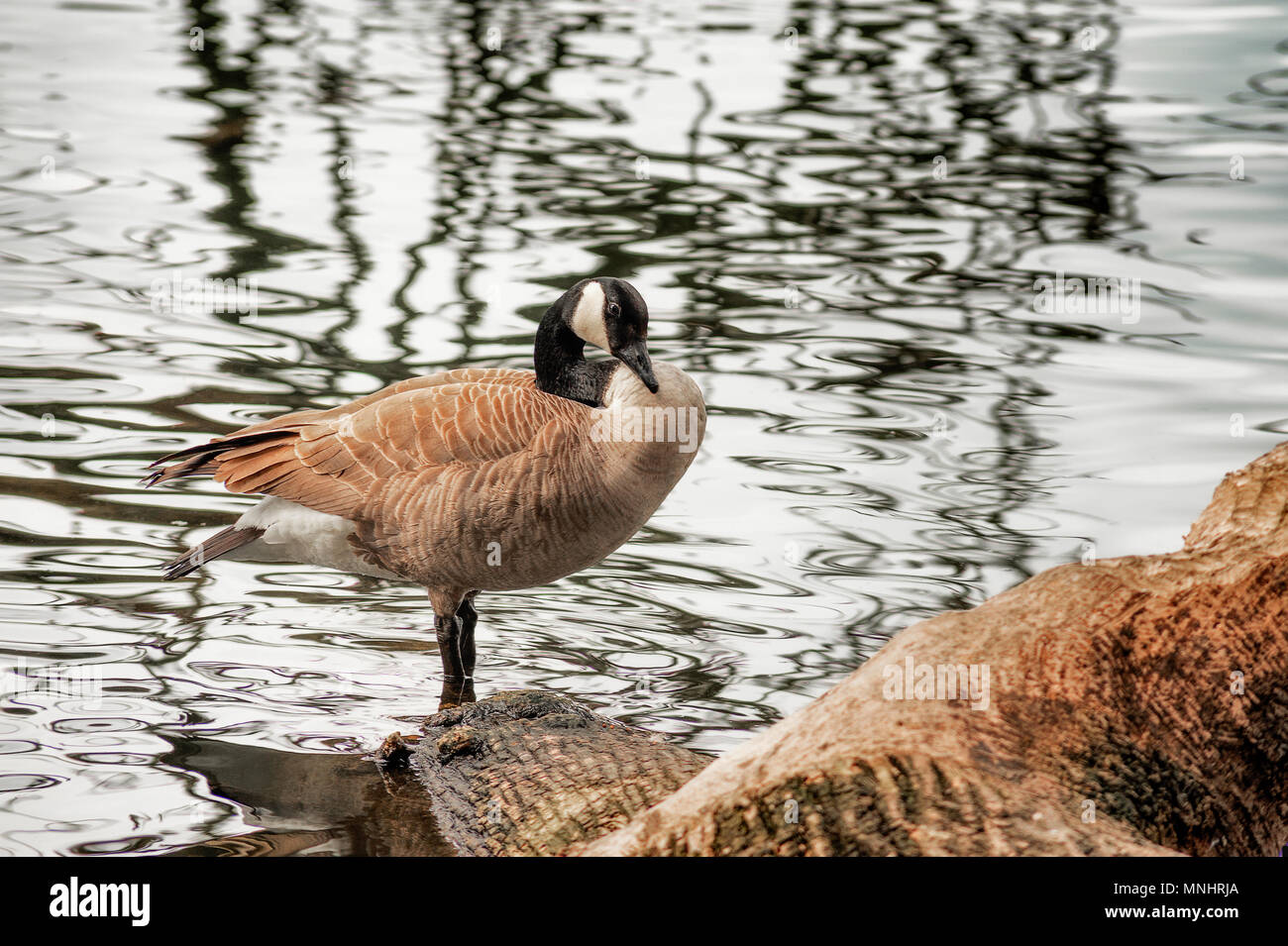Canada Goose poses for camera while standing in a ponds water near it's shore. Stock Photo