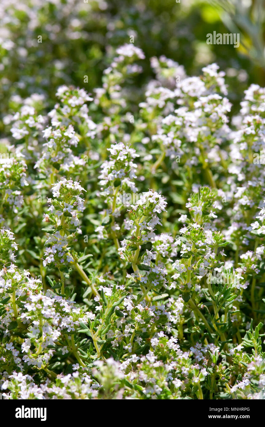Fresh Thyme in Flower Stock Photo