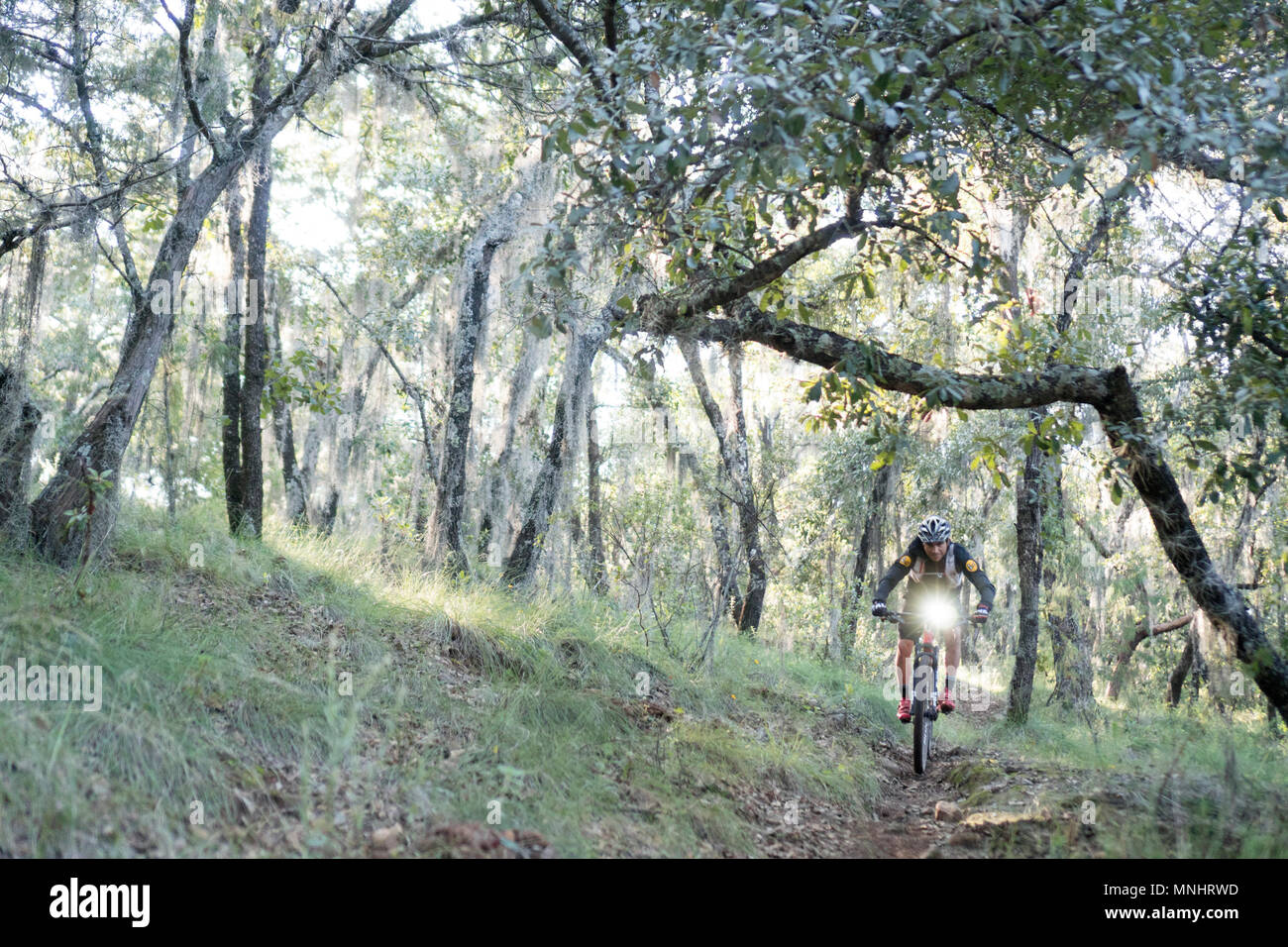 Front view of man riding mountain bike through forest, Huasca de Ocampo, Hidalgo, Mexico Stock Photo