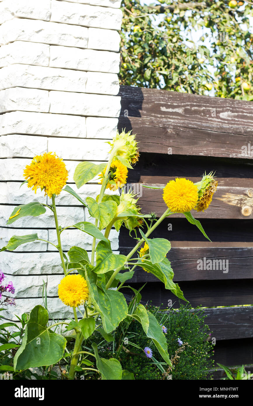 Sunflowers Wooden Fence High Resolution Stock Photography and Images ...