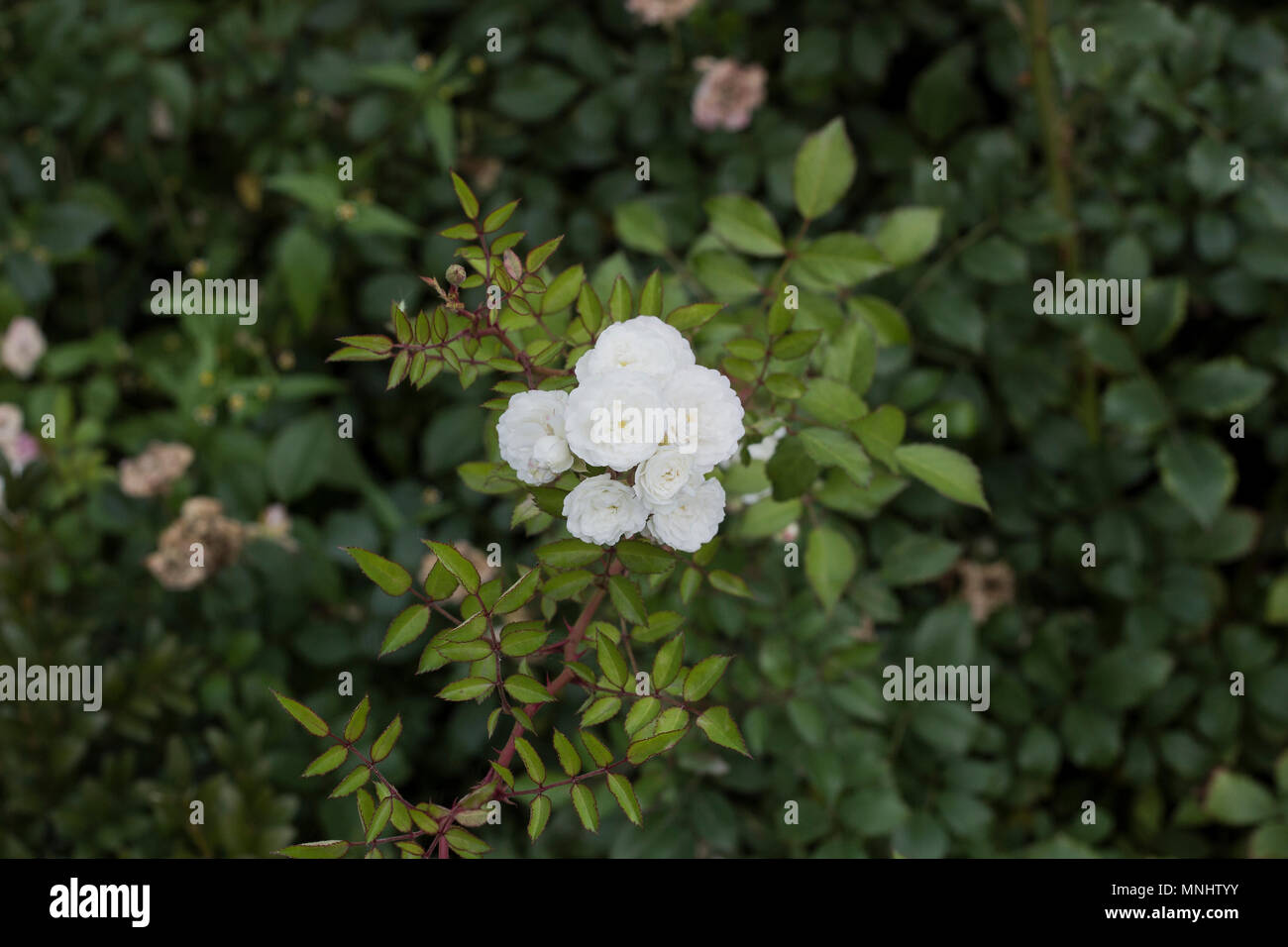 New rose garden with ceramic tiles addition, image size:1300x956