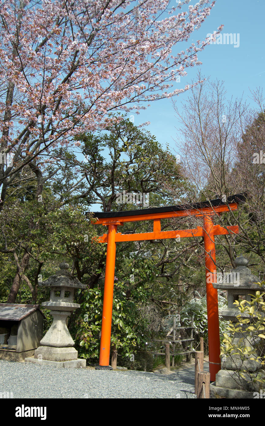 Red Torii At Ryoan Ji Temple In Kyoto Japan During Cherry Blossom