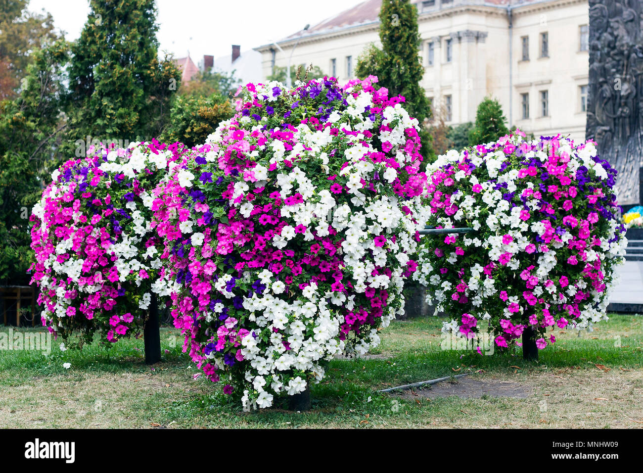 Multicolored Petunia Flowers Grow On City Flowerbed Summer Day Lot Of White Pink And Purple Petunias Flowers Stock Photo Alamy