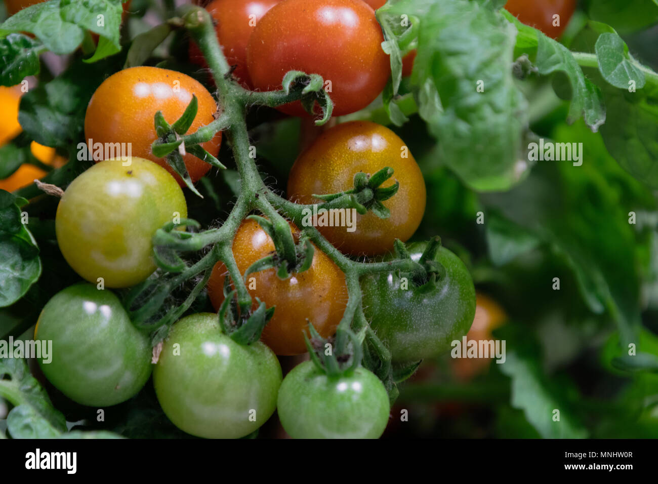 Growing red and green organic tomato plant Stock Photo - Alamy