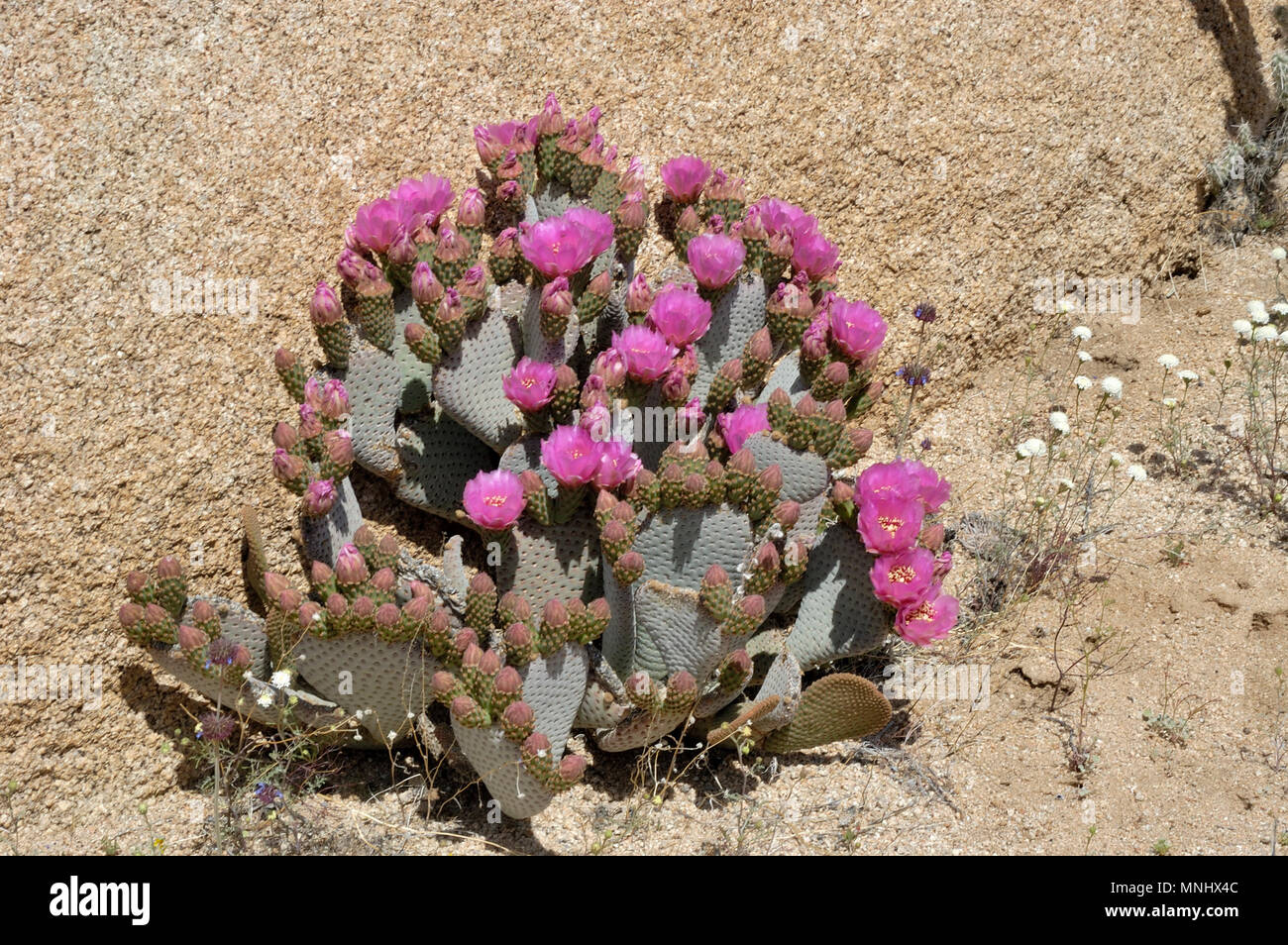 Beavertail cactus, beavertail pricklypear, Opuntia basilaris, cactus in