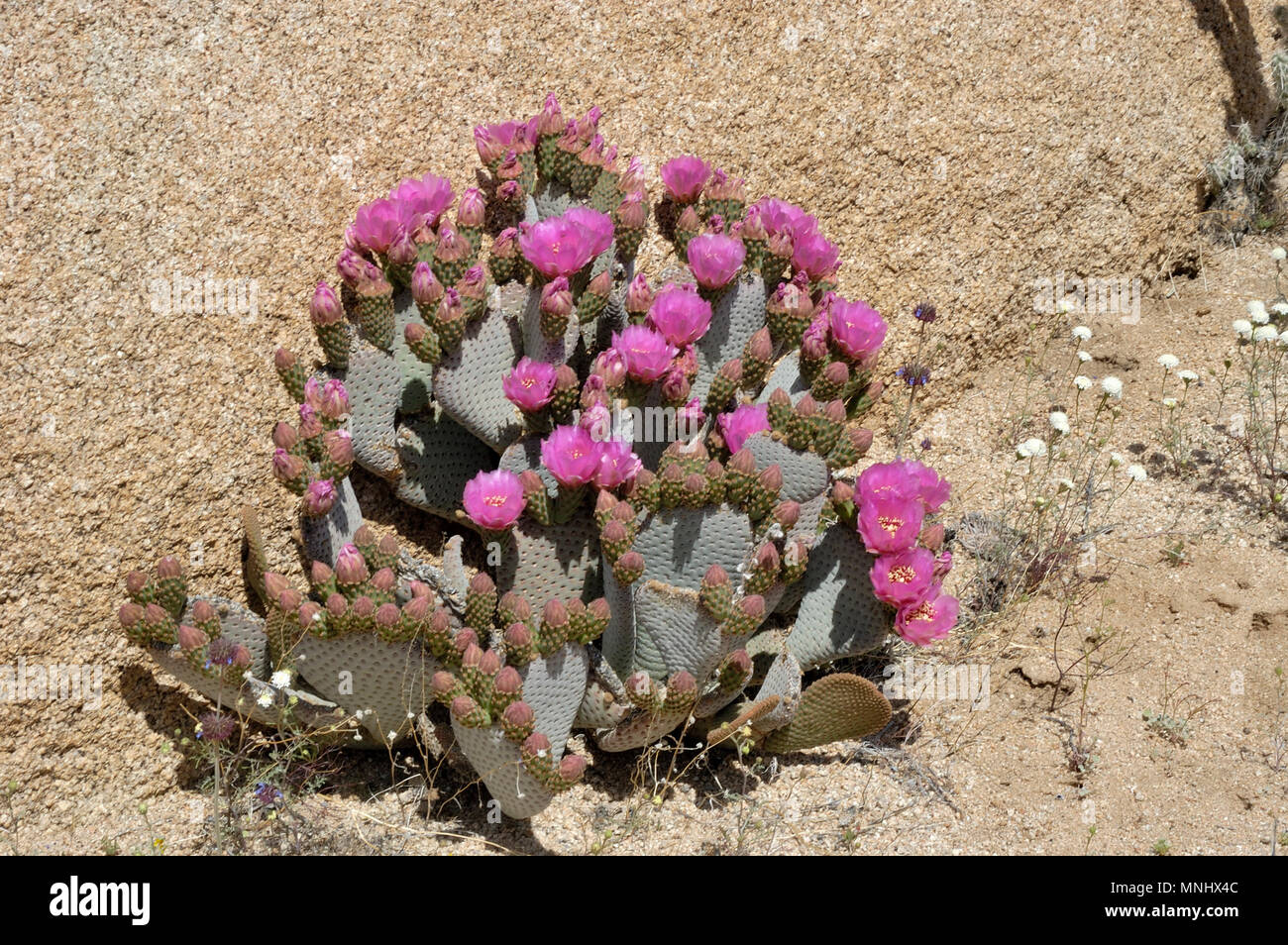 Beavertail cactus, beavertail pricklypear, Opuntia basilaris, cactus in bloom, pink flowers, Wild Flowers, Geology Tour Road, Joshua Tree  040410 0694 Stock Photo