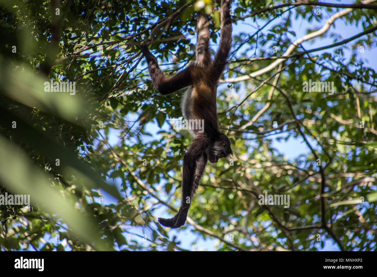 Brown spider monkey hanging from tree, Costa Rica, Central America Stock Photo