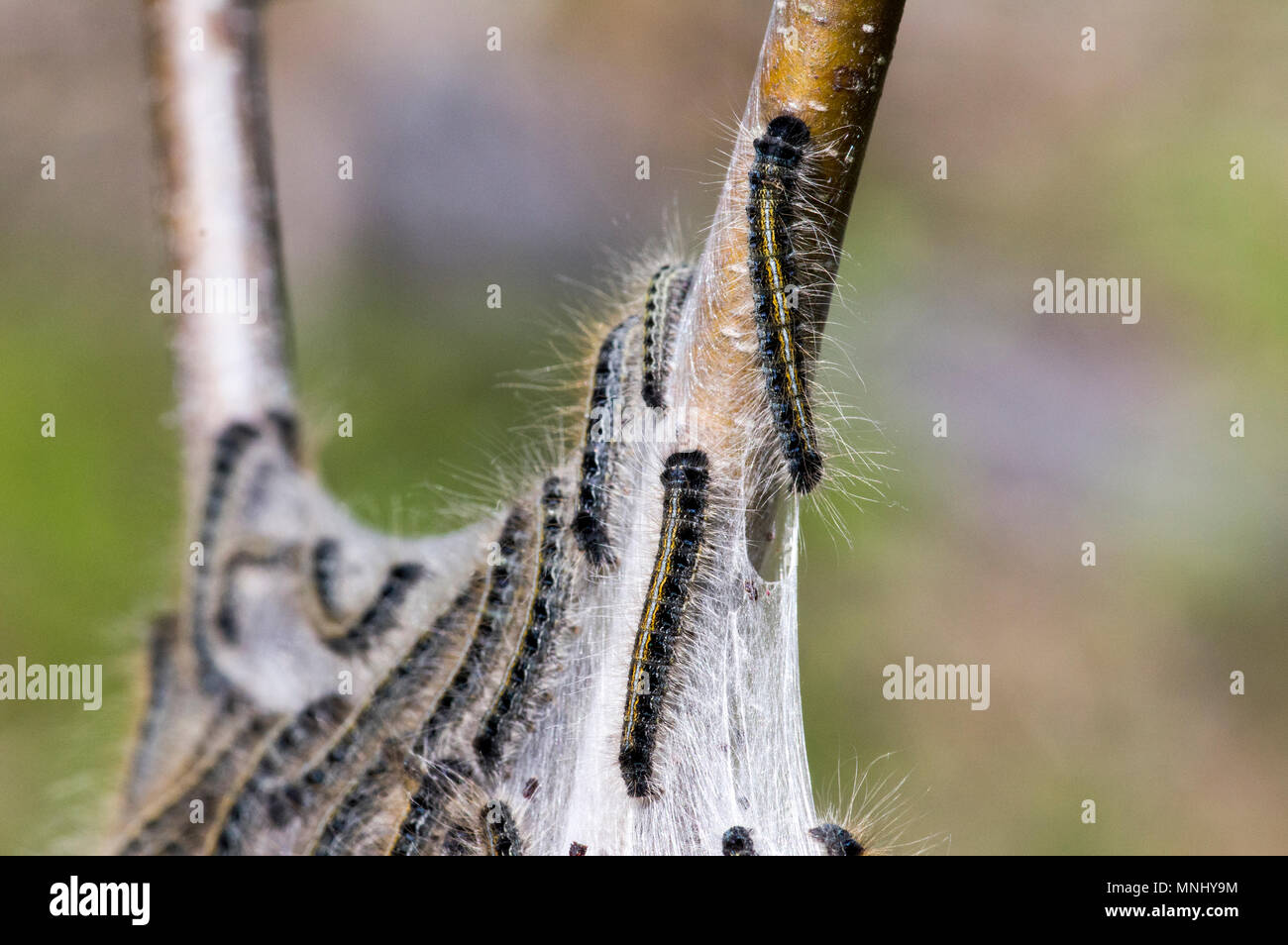 Close up of tent caterpillar infestation on tree. Stock Photo