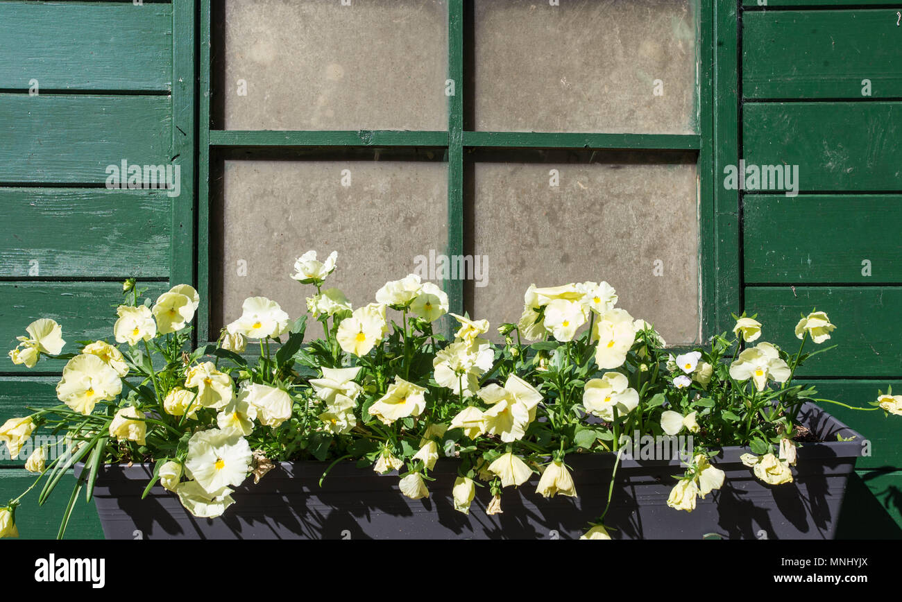 one window on a wall, decorated with blooming flowers Stock Photo