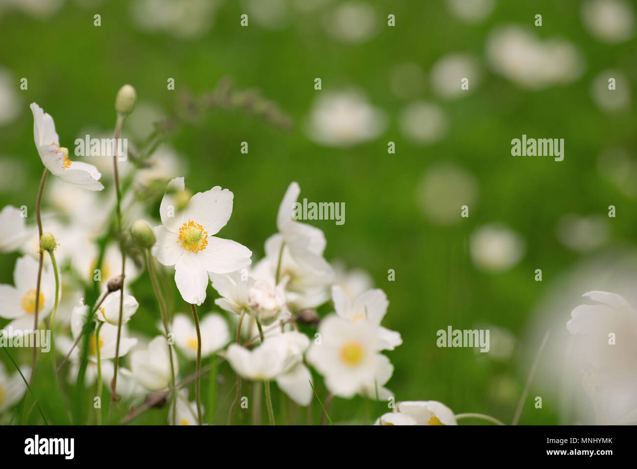 White anemona flowers Stock Photo - Alamy