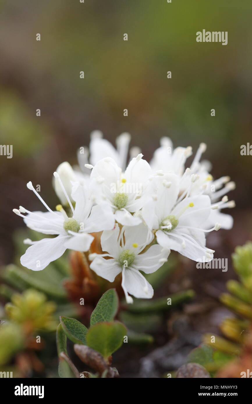 Labrador tea tundra hires stock photography and images Alamy