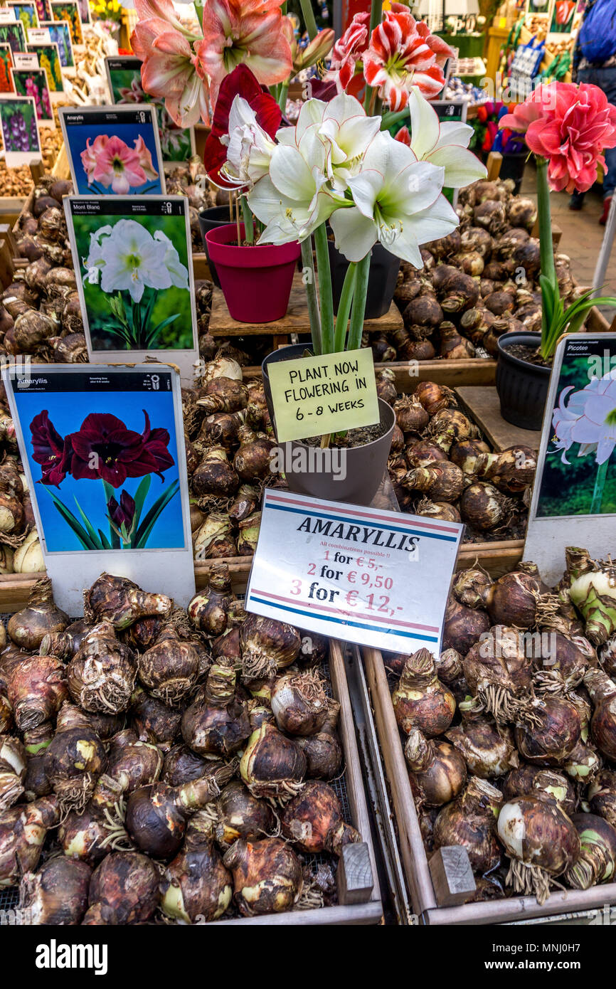 Thousands of tulip bulbs for sale at Bloemenmarkt Flower Market