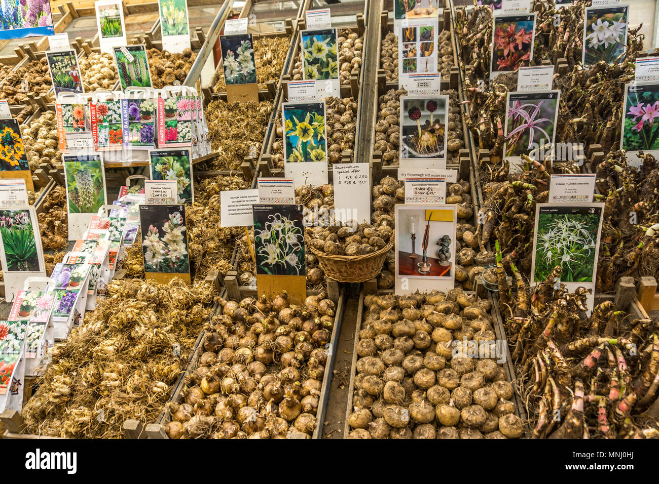 Thousands of tulip bulbs for sale at Bloemenmarkt Flower Market