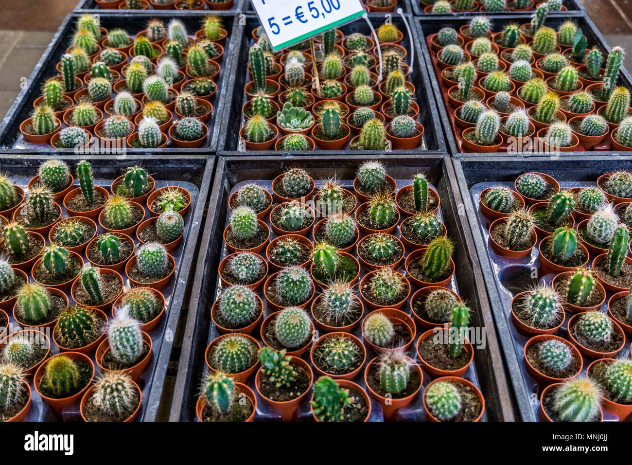 Bloemenmarkt flower market amsterdam netherlands hires stock