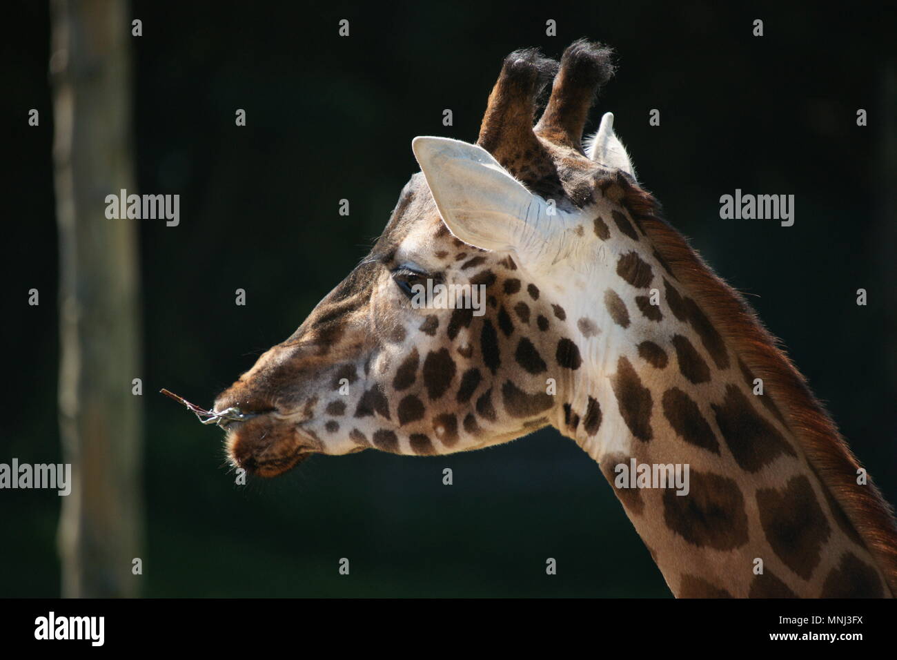 Giraffe close up Stock Photo