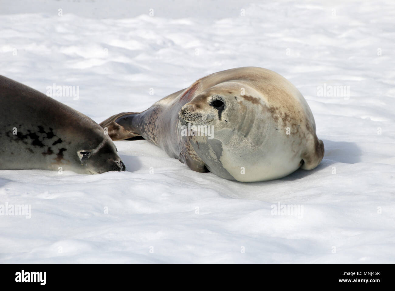 Crabeater seals floting on an icefloe in Antarctica, Antarctic Peninsula Stock Photo