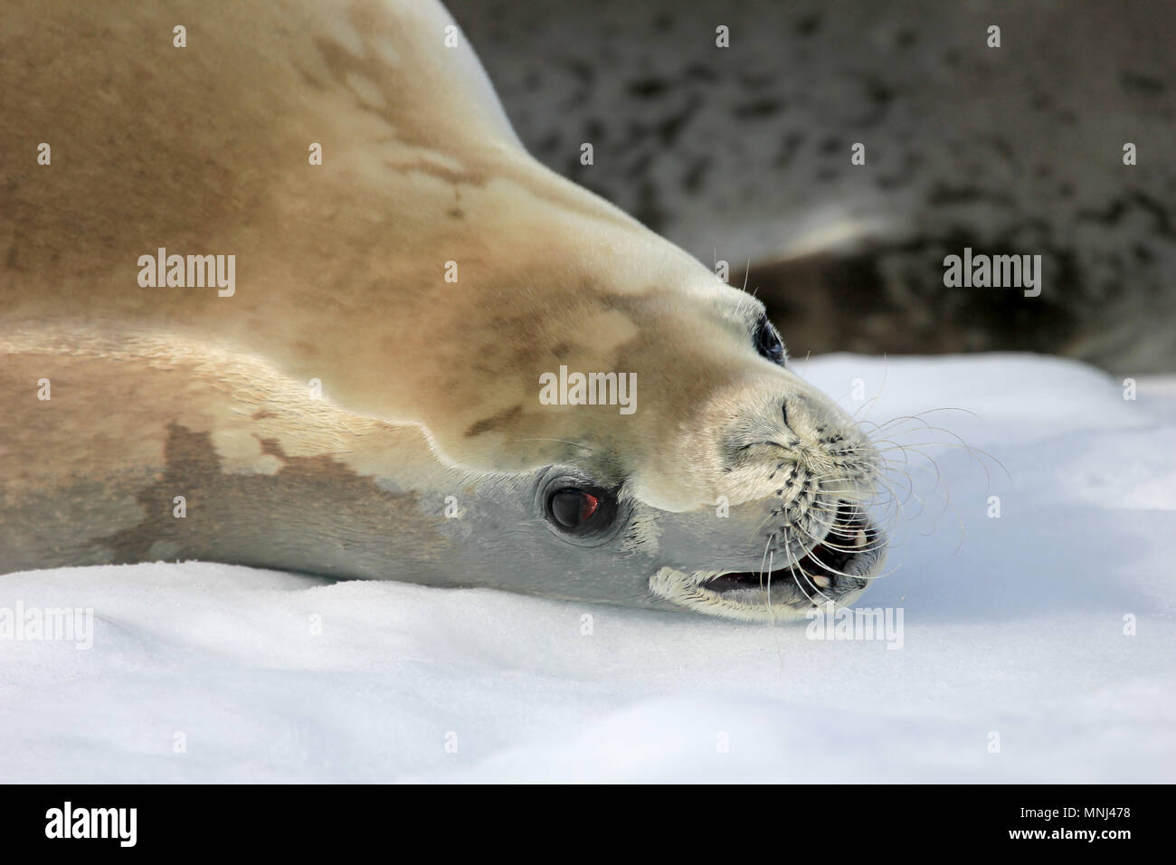 A crabeater seal floting on an icefloe in Antarctica, Antarctic Peninsula Stock Photo