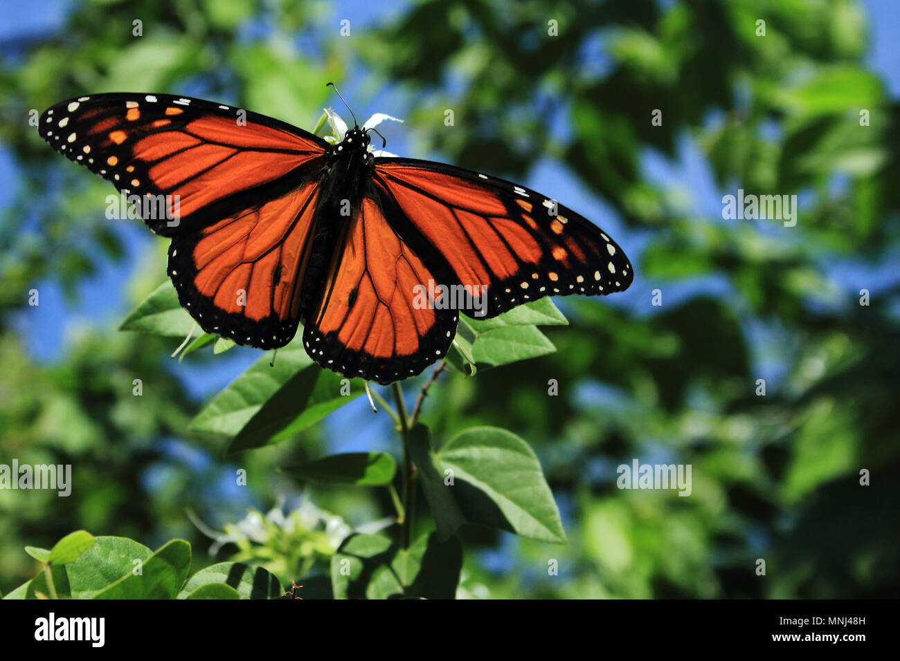 Male Monarch Butterfly Stock Photo Alamy