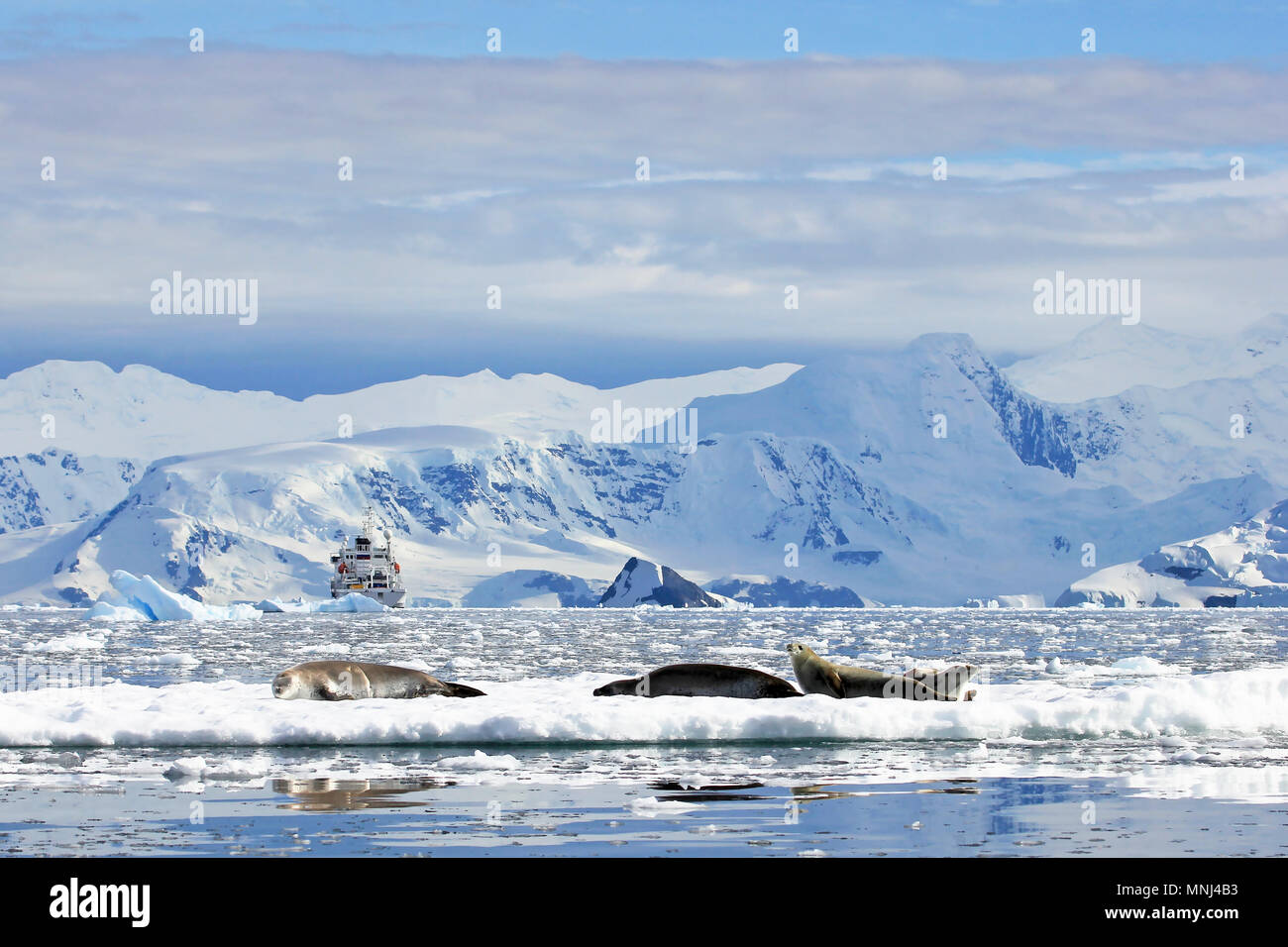 Crabeater seals floting on an icefloe in Antarctica, Antarctic Peninsula Stock Photo