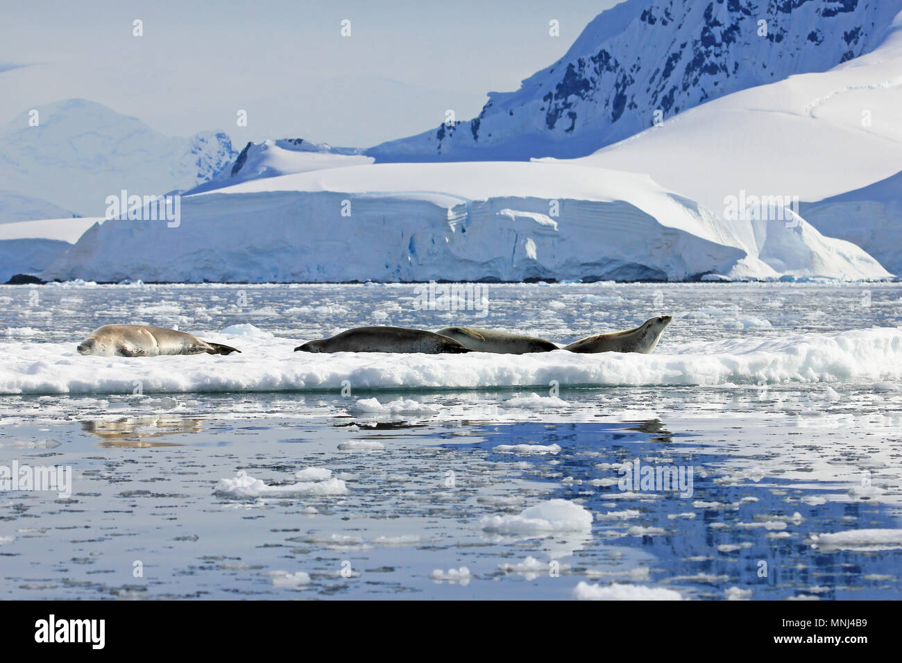 Crabeater seals floting on an icefloe in Antarctica, Antarctic Peninsula Stock Photo