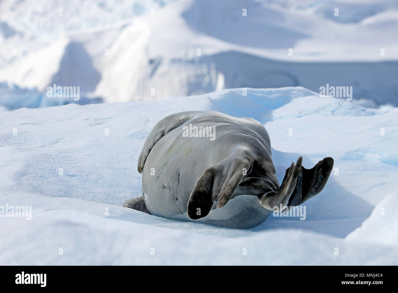 A crabeater seal floting on an icefloe in Antarctica, Antarctic Peninsula Stock Photo