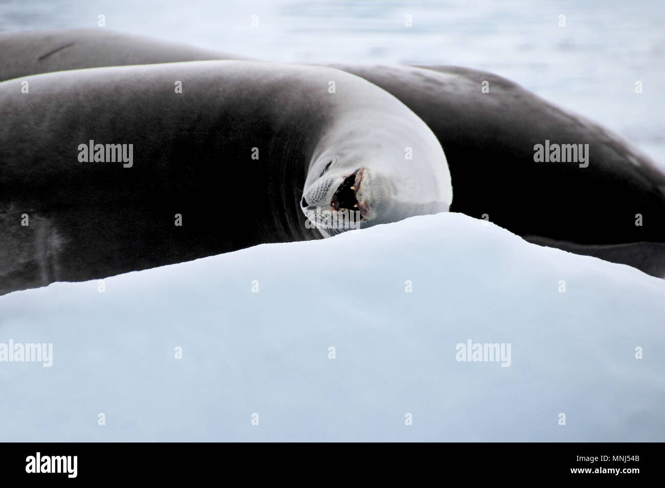 Crabeater seal on ice floe, Antarctic Peninsula Stock Photo