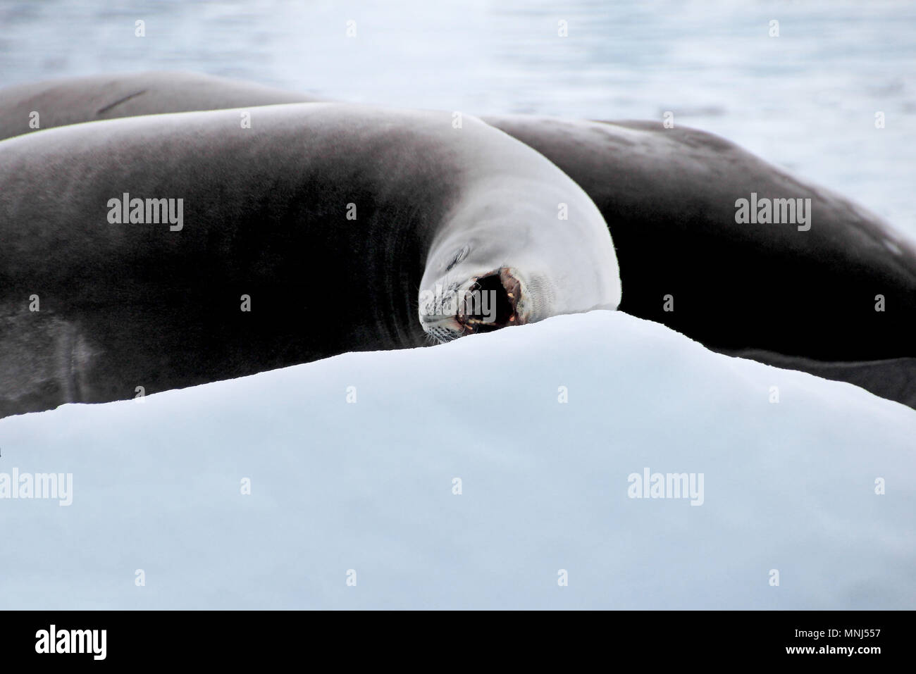 Seal with open mouth on ice floe, Antarctic Peninsula Stock Photo