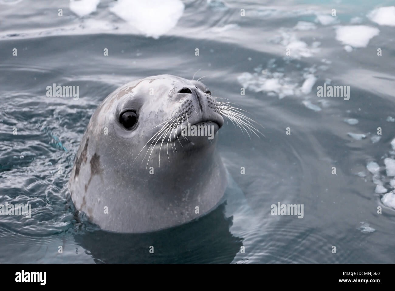 Seal swimming and looking cute in Antarctic Peninsula, Antarctica Stock Photo