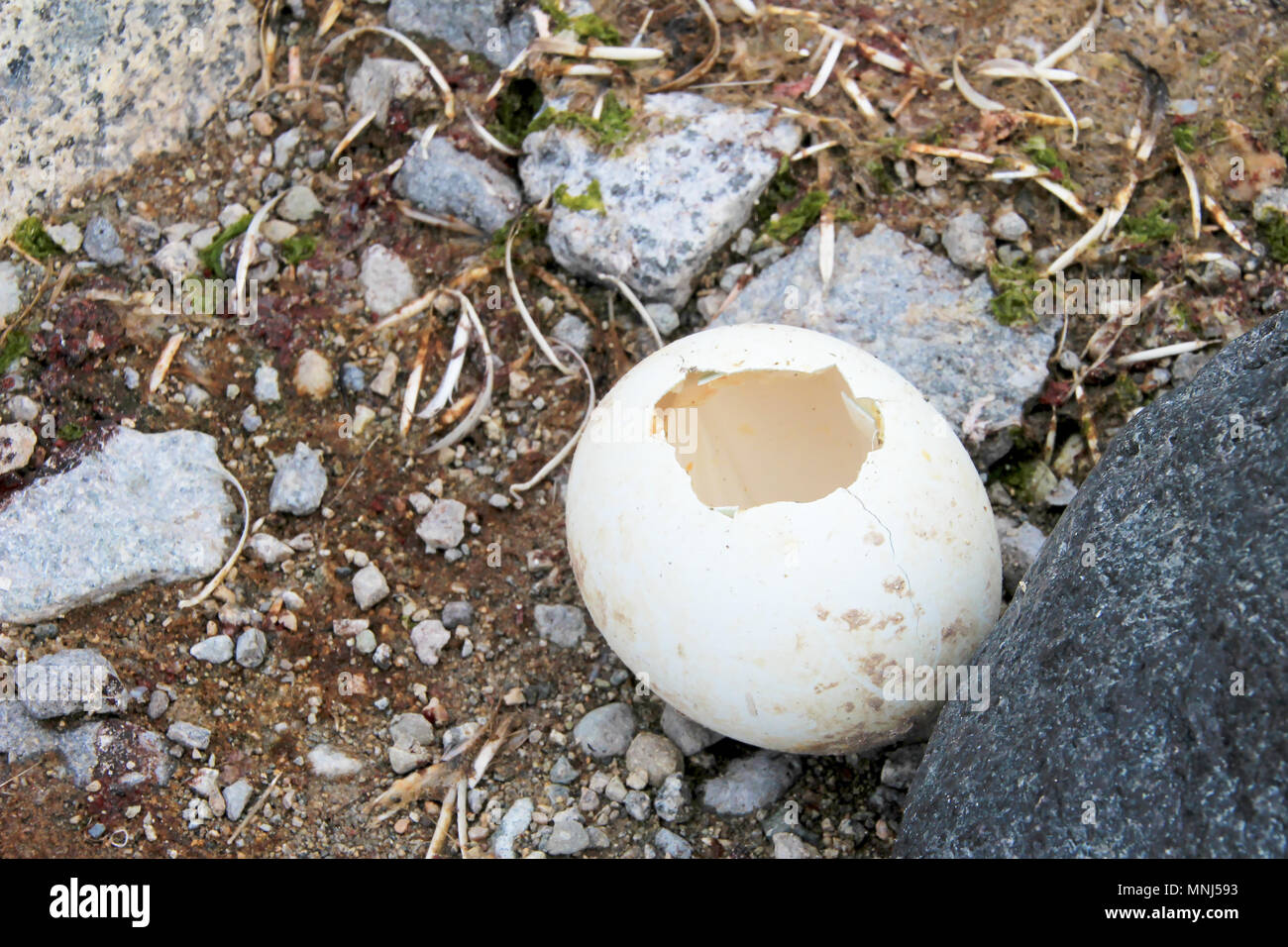 Gentoo penguin egg in Antarctic Peninsula Stock Photo