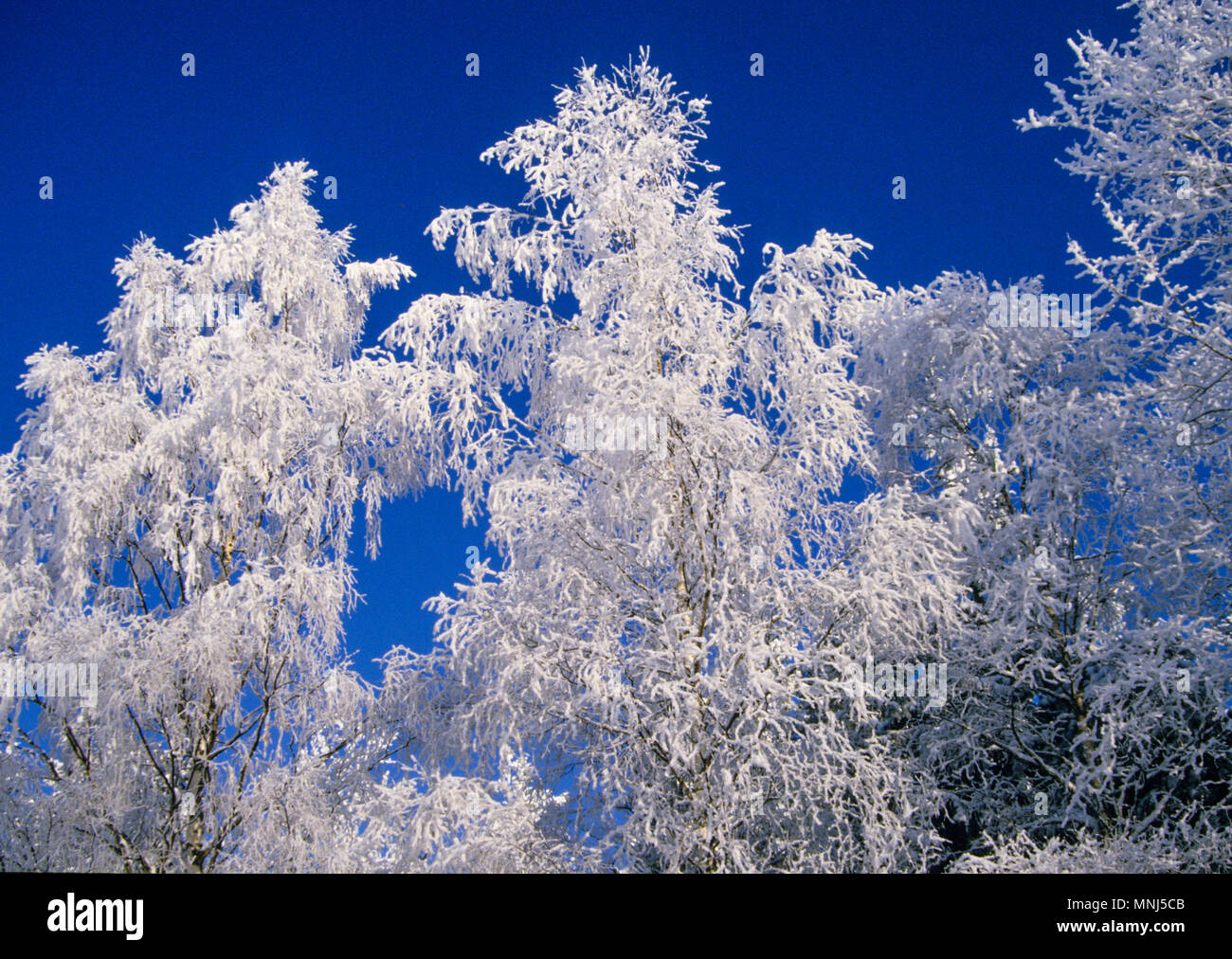 FROST IN TREE against sky 2010 Stock Photo
