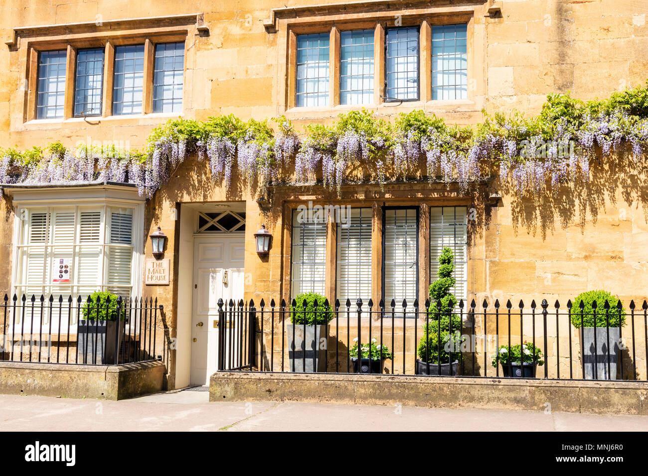 Wisteria flowers on a Cotswold stone building in Chipping Campden, Cotswolds, England, UK. Stock Photo
