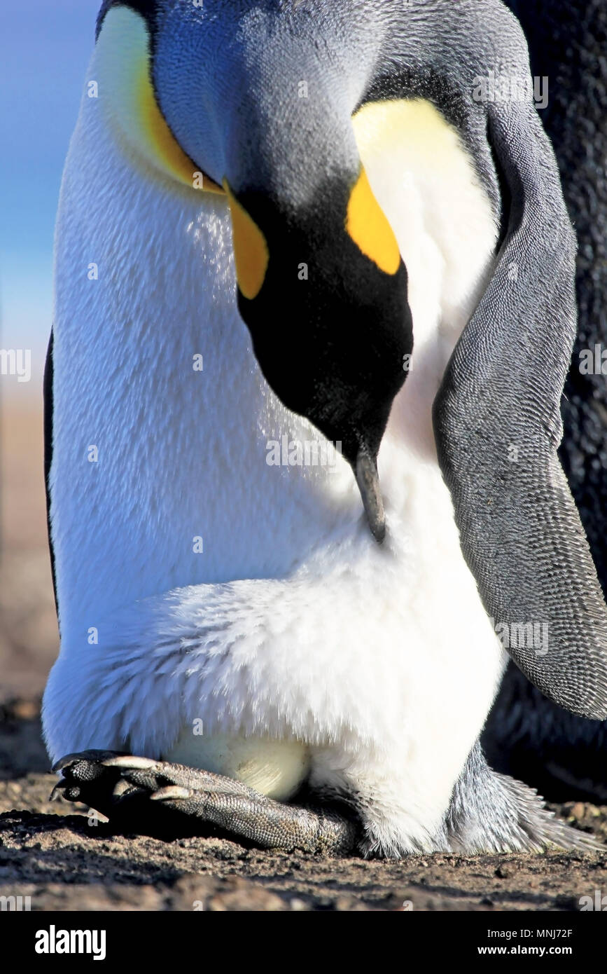 King penguin with an egg between the feet, aptenodytes patagonicus, Saunders, Falkland Islands Stock Photo