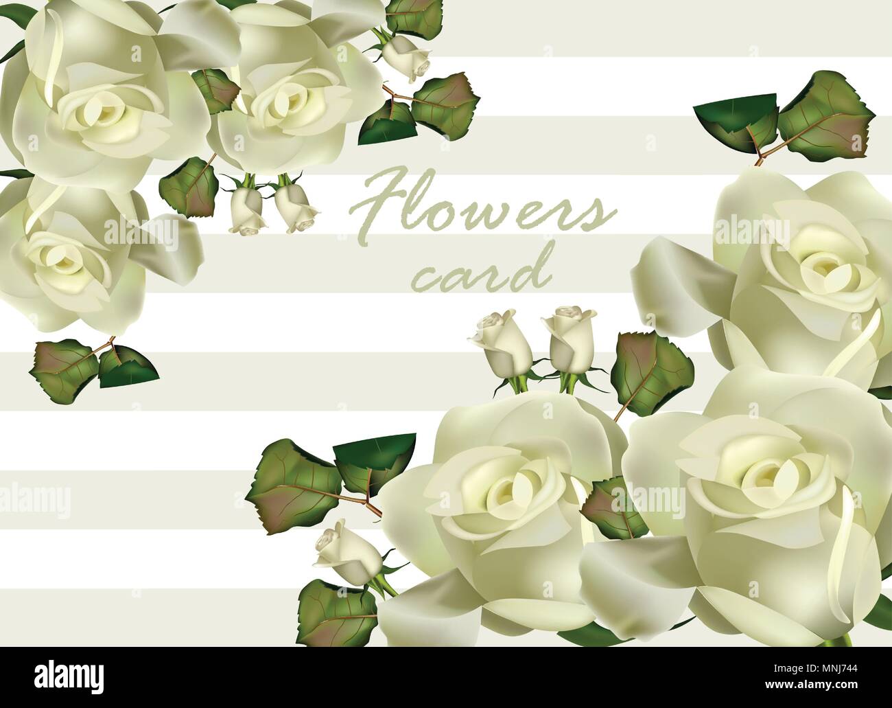 White roses flowers card Vector realistic. Beautiful floral background Stock Vector Image & Art