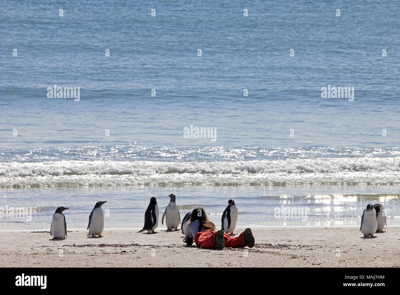 Woman watching the Gentoo penguins, Saunders, Falkland Islands Stock Photo