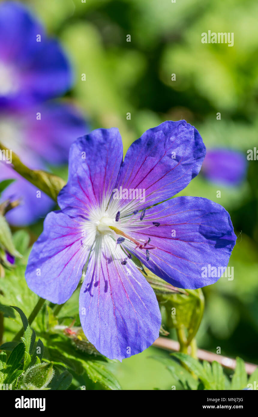 Single bloom geranium
