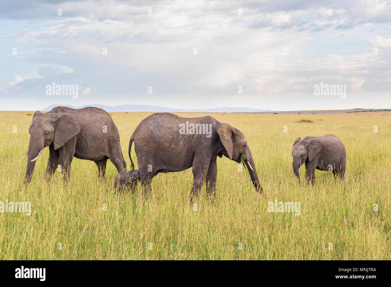 Elephant family with a little calf on the savanna Stock Photo
