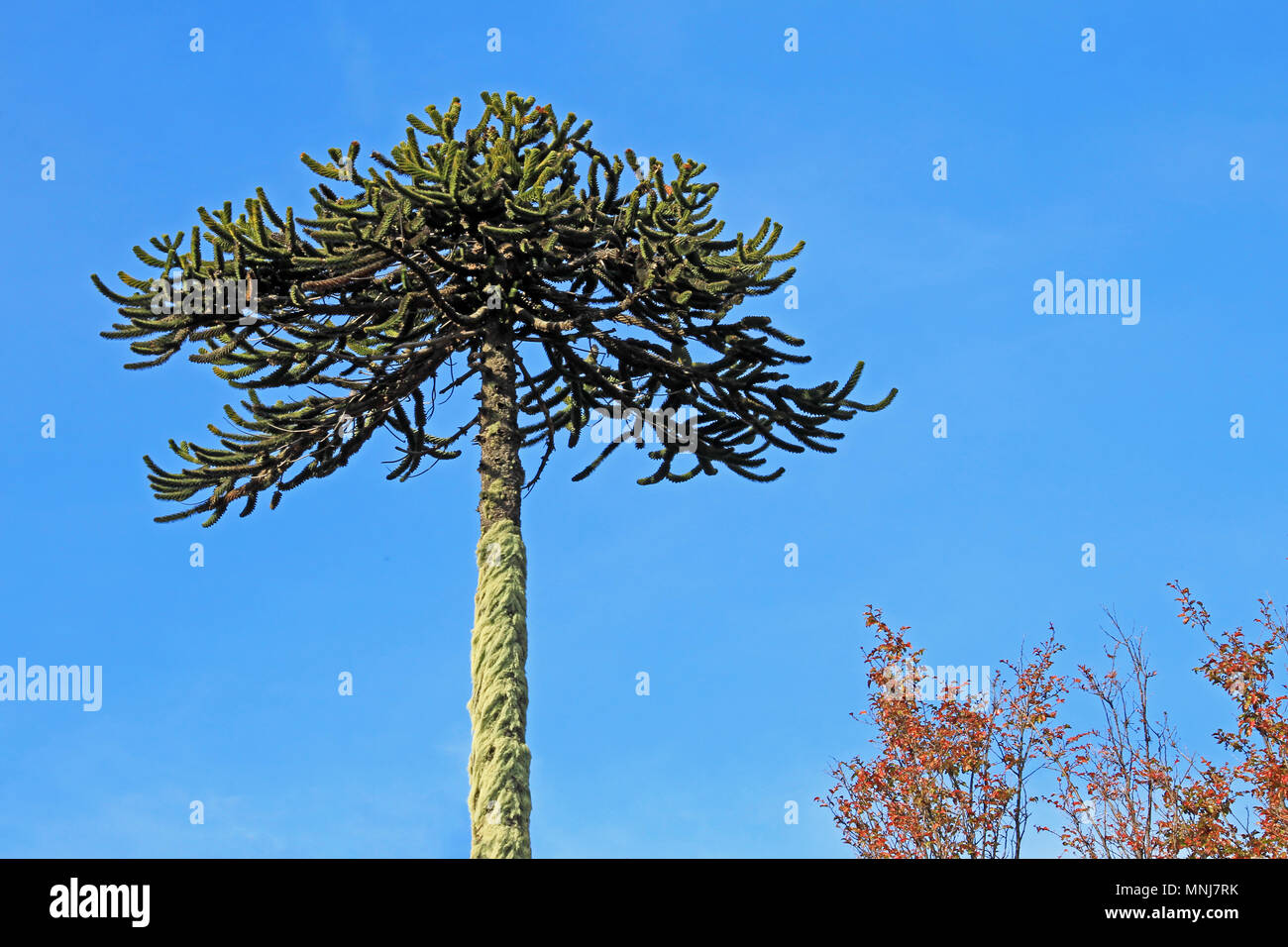 Monkey Tree Monkey puzzle flower hi-res stock photography and images - Alamy