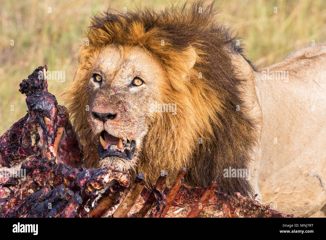 Animal kill and a Male Lion in africa Stock Photo - Alamy