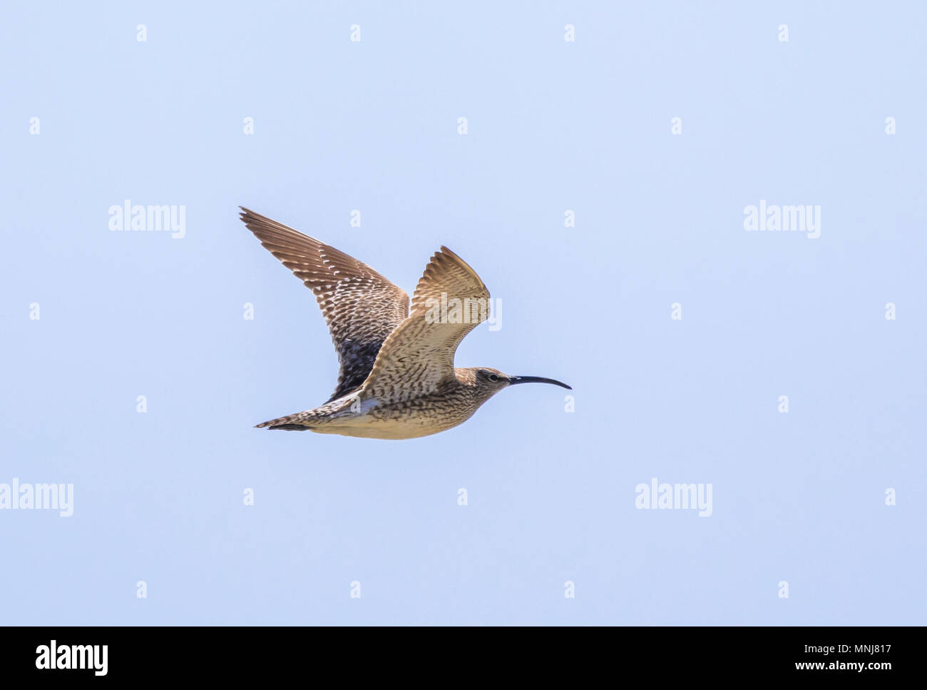 A Whimbrel bird (Numenius phaeopus) flying over the sea in May 2018 (Spring) on the South Coast of England in West Sussex, England, UK. Stock Photo