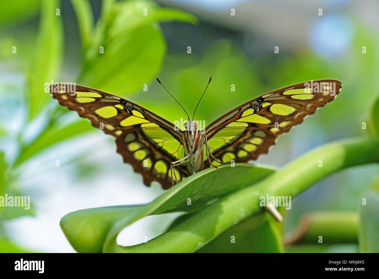 Malachite, siproeta stelenes, butterfly perched on leaf Stock Photo