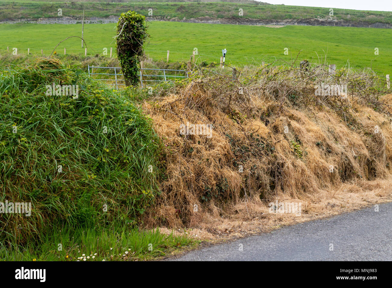 roadside grass verge showing the effects of spraying with a non selective chemical weed killer, or weedkiller, everything that is sprayed is dead. Stock Photo