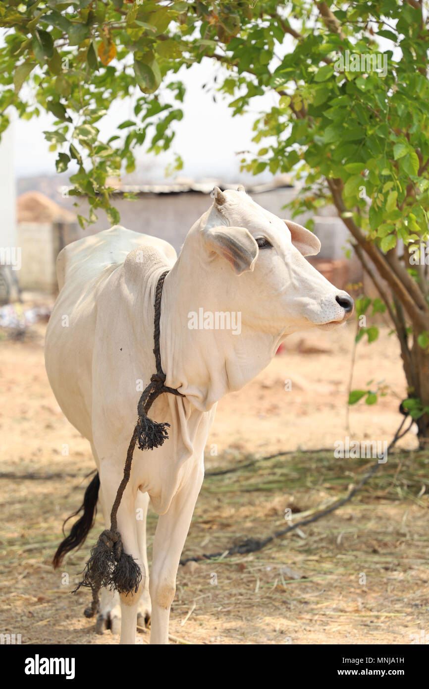 Desi cow hi-res stock photography and images - Alamy