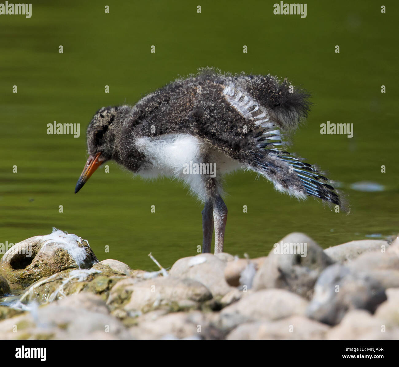 Oystercatcher chick stretching Stock Photo Alamy