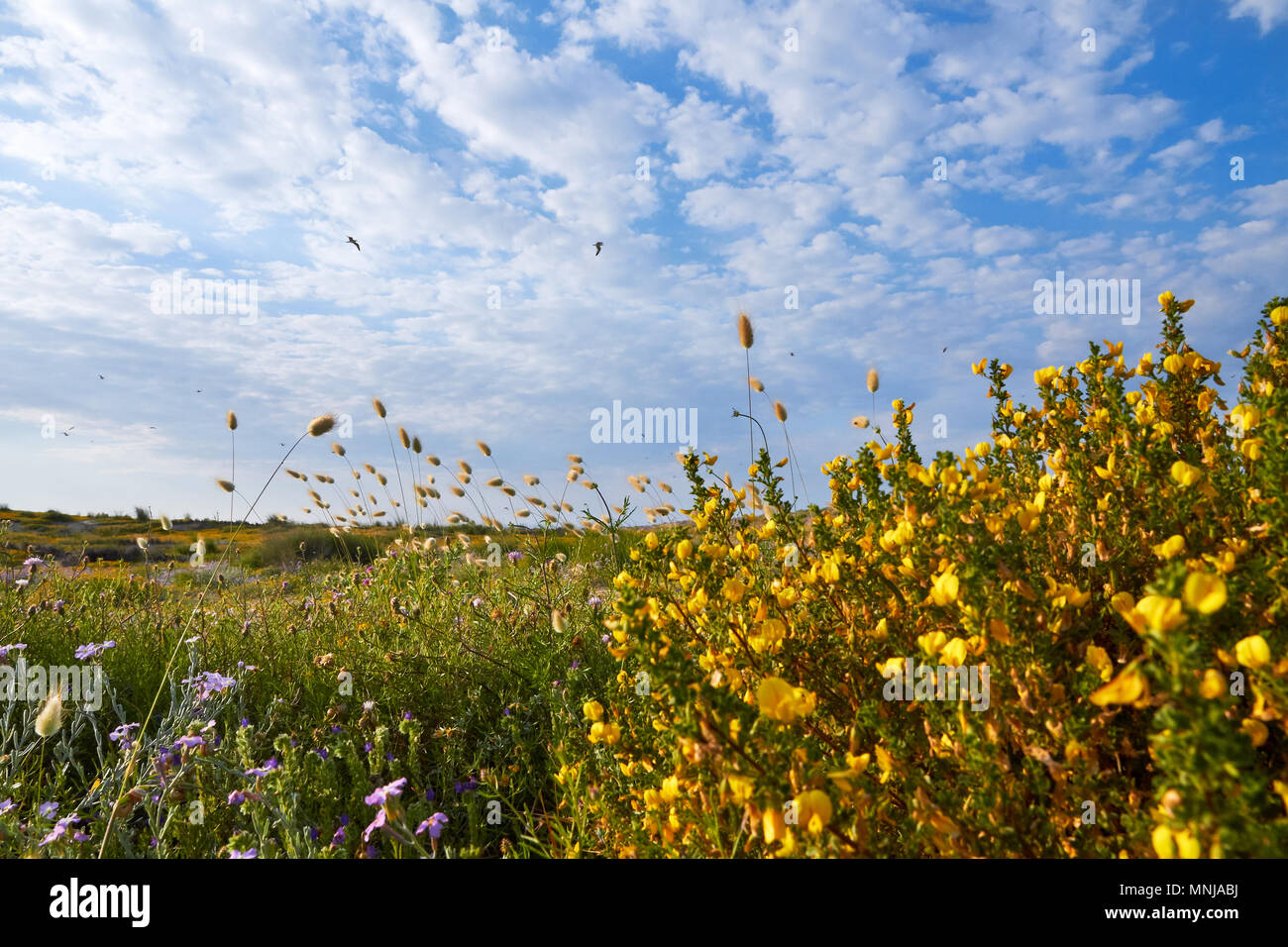 Floral spring landscape Stock Photo - Alamy