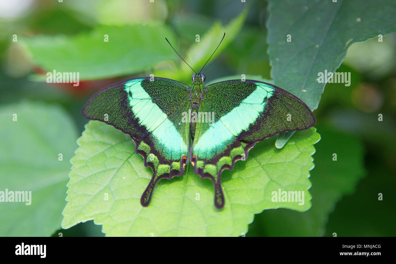 Papilio palinurus, the emerald swallowtail, emerald peacock or green-banded peacock, is a butterfly of the genus Papilio belonging to the Papilionidae Stock Photo