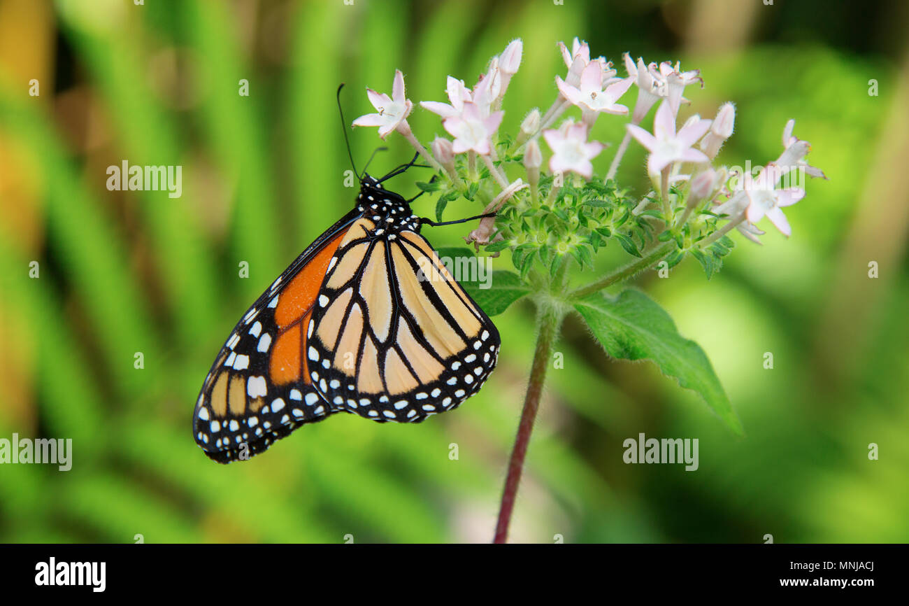 Monarch butterfly or simply monarch (Danaus plexippus) is a milkweed butterfly (subfamily Danainae) in the family Nymphalidae Stock Photo