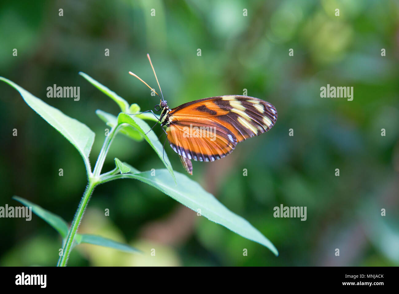 Monarch butterfly or simply monarch (Danaus plexippus) is a milkweed butterfly (subfamily Danainae) in the family Nymphalidae Stock Photo