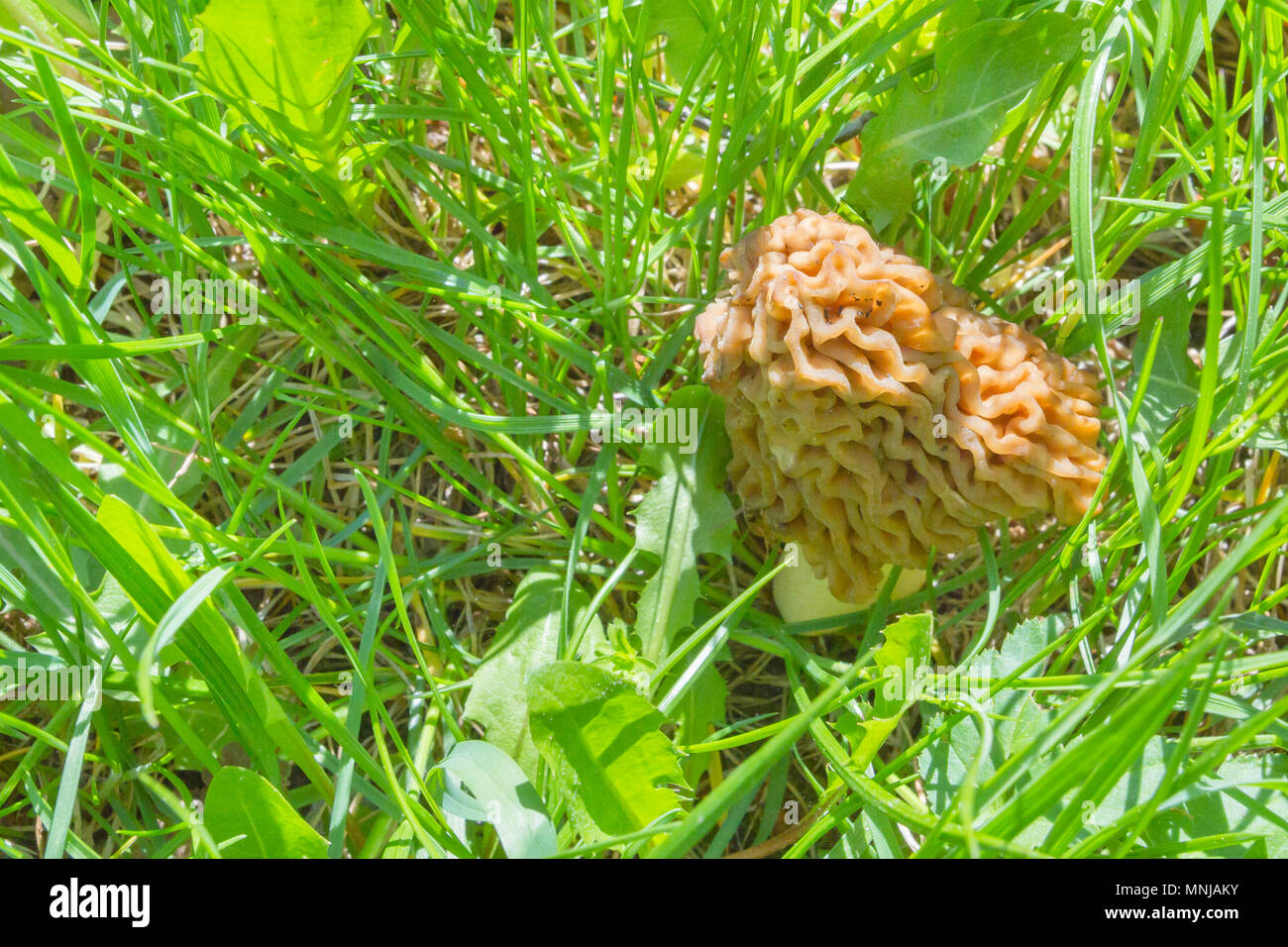 Mushrooms morels grow in the forest on the green grass Stock Photo Alamy