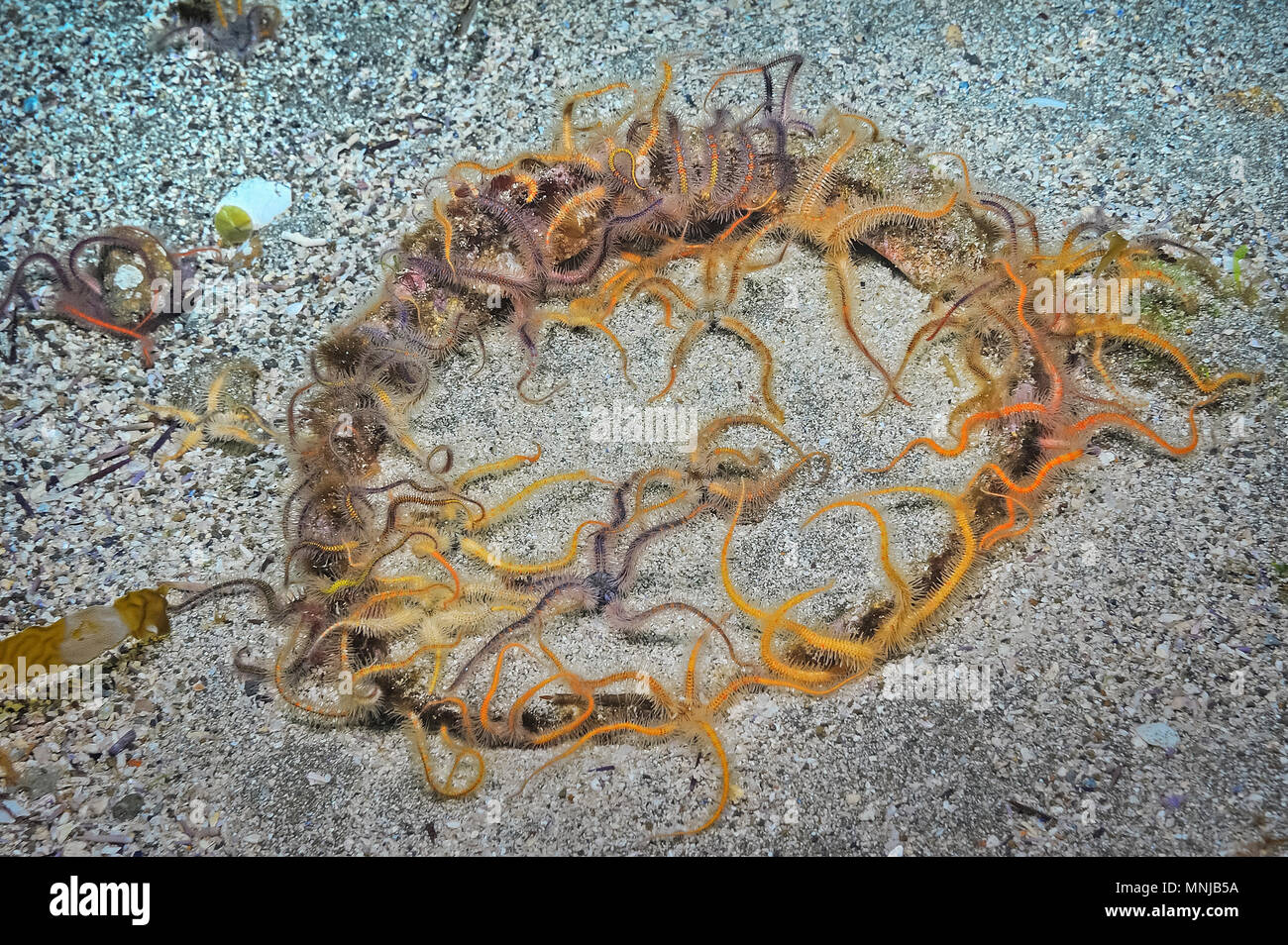 Ophiothrix hires stock photography and images Alamy